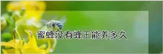 蜜蜂没有蜂王能养多久 | 动物养殖知识