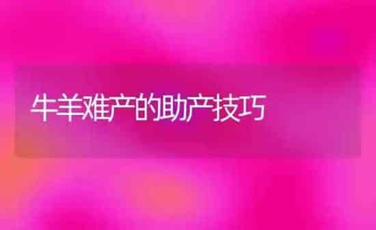 牛羊难产的助产技巧 | 家畜养殖