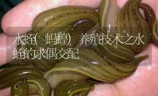 水蛭(蚂蝗)养殖技术之水蛭的求偶交配 | 特种养殖