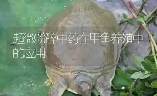 超微粉碎中药在甲鱼养殖中的应用 | 养殖病虫害防治