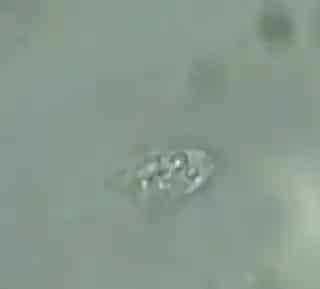 论文解读：JFD，紫外消毒控制鱼波豆虫和车轮虫的实证