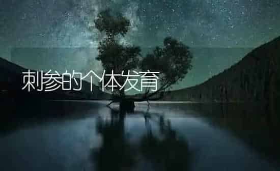 刺参的个体发育 | 海水养殖