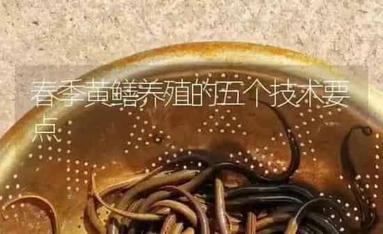 春季黄鳝养殖的五个技术要点 | 淡水养殖