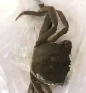 河蟹甲壳溃疡的成功处理案例分享