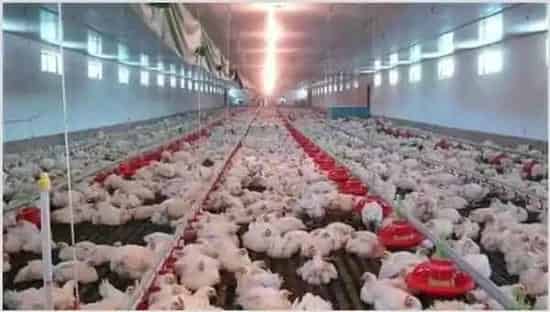 如何养殖肉鸡?肉鸡养殖注意什么 | 动物养殖知识