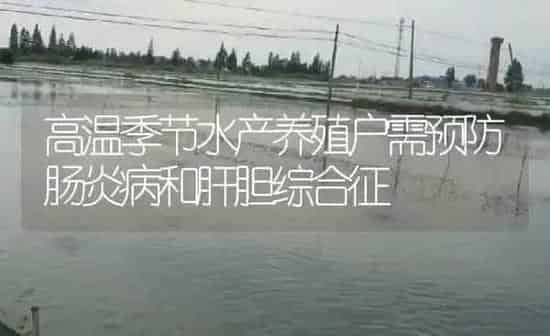 高温季节水产养殖户需预防肠炎病和肝胆综合征 | 淡水养殖