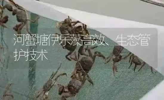 河蟹塘伊乐藻高效、生态管护技术 | 淡水养殖