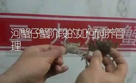 河蟹仔蟹阶段的如何饲养管理 | 淡水养殖