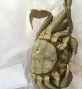河蟹甲壳溃疡的成功处理案例分享