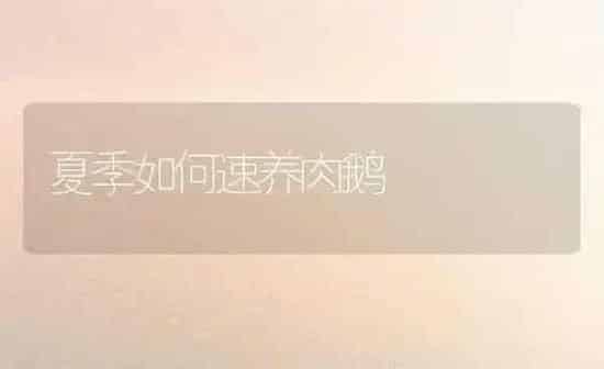 夏季如何速养肉鹅 | 家禽养殖