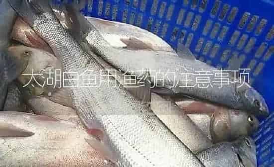 太湖白鱼用渔药的注意事项 | 养殖病虫害防治