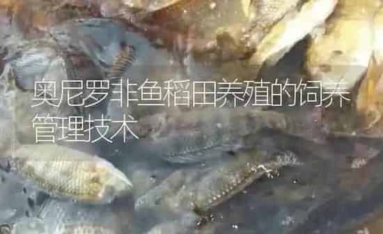 奥尼罗非鱼稻田养殖的饲养管理技术 | 淡水养殖