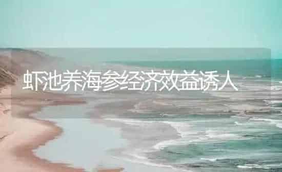虾池养海参经济效益诱人 | 海水养殖