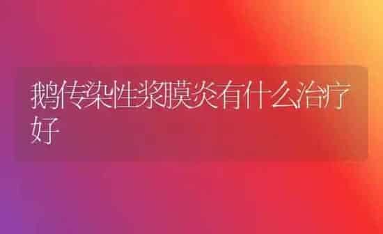 鹅传染性浆膜炎有什么治疗好 | 家禽养殖