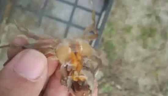 河蟹养殖户如何做好蟹塘放苗工作
