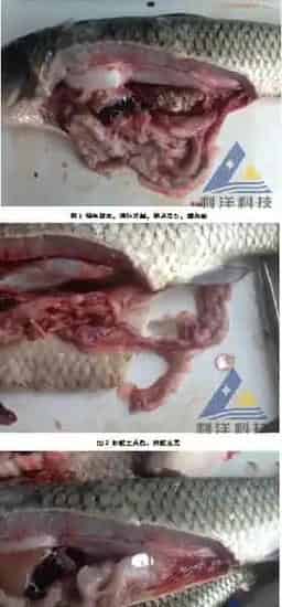 过量投喂抗菌药后草鱼死亡增加处理一例