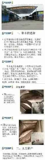 黑鱼生鱼黑芝麻的人工繁殖技术