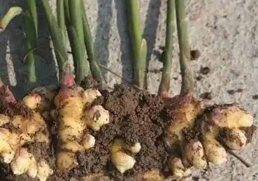 看看身边的果菜植物能不能为水产养殖户服务？