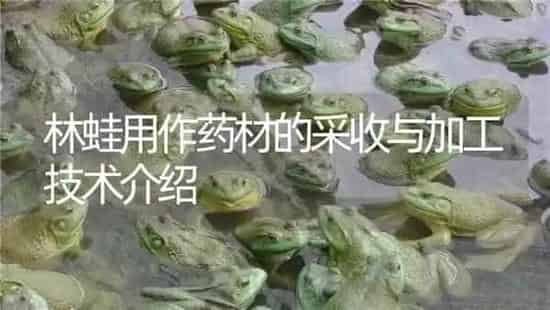 林蛙用作药材的采收与加工技术介绍 | 养殖病虫害防治