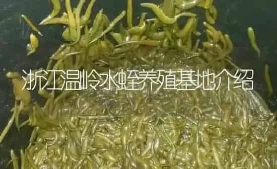 浙江温岭水蛭养殖基地介绍 | 特种养殖