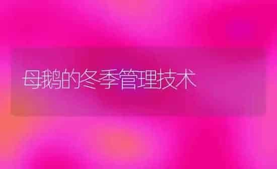 母鹅的冬季管理技术 | 家禽养殖