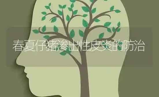 春夏仔猪渗出性皮炎的防治 | 家畜养殖