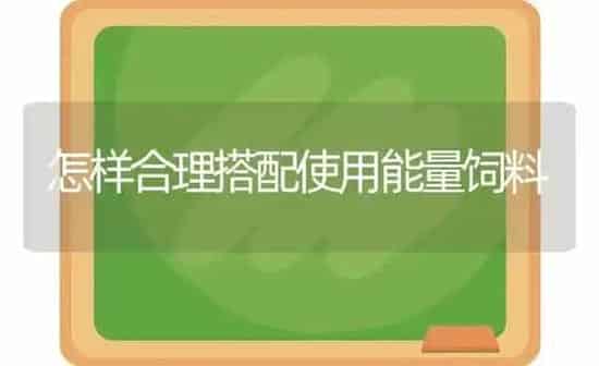 怎样合理搭配使用能量饲料 | 动物养殖饲料
