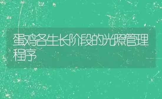 蛋鸡各生长阶段的光照管理程序 | 家禽养殖