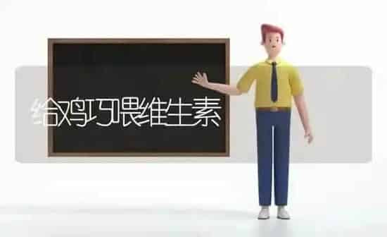 给鸡巧喂维生素 | 家禽养殖