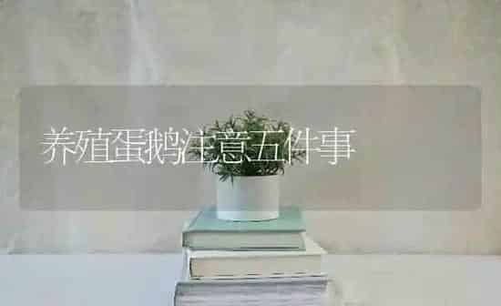 养殖蛋鹅注意五件事 | 家禽养殖