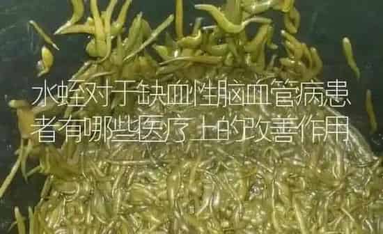 水蛭对于缺血性脑血管病患者有哪些医疗上的改善作用 | 特种养殖