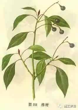 看看身边的果菜植物能不能为水产养殖户服务？