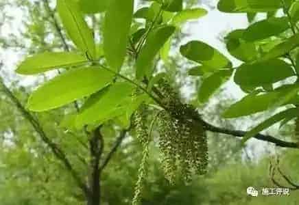 看看身边的果菜植物能不能为水产养殖户服务？