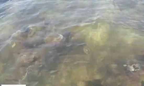 海参塘黑底烂草问题处理方案