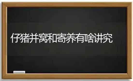 仔猪并窝和寄养有啥讲究 | 家畜养殖