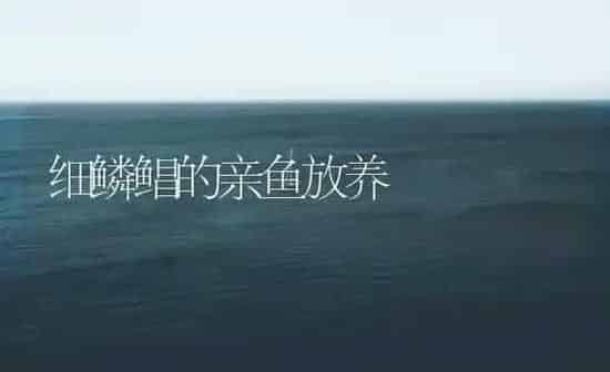 细鳞鲳的亲鱼放养 | 海水养殖