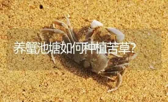 养蟹池塘如何种植苦草？ | 淡水养殖