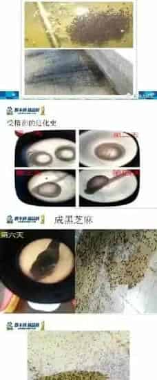 黑鱼生鱼黑芝麻的人工繁殖技术