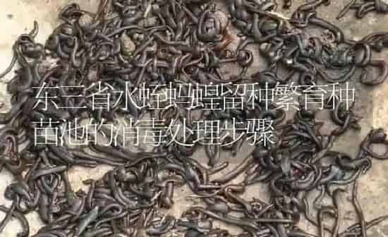 东三省水蛭蚂蝗留种繁育种苗池的消毒处理步骤 | 特种养殖