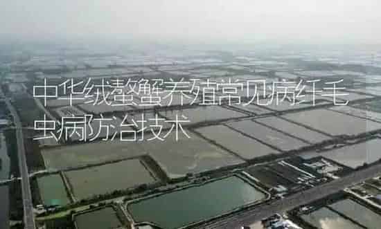 中华绒螯蟹养殖常见病纤毛虫病防治技术 | 淡水养殖