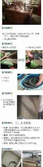 黑鱼生鱼黑芝麻的人工繁殖技术