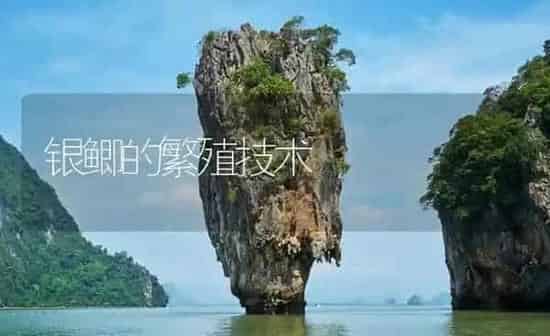 银鲫的繁殖技术 | 淡水养殖