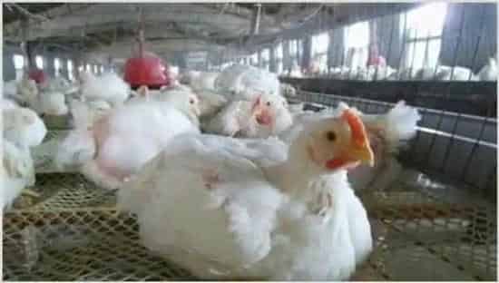 如何提高肉鸡的均匀度 | 动物养殖技术
