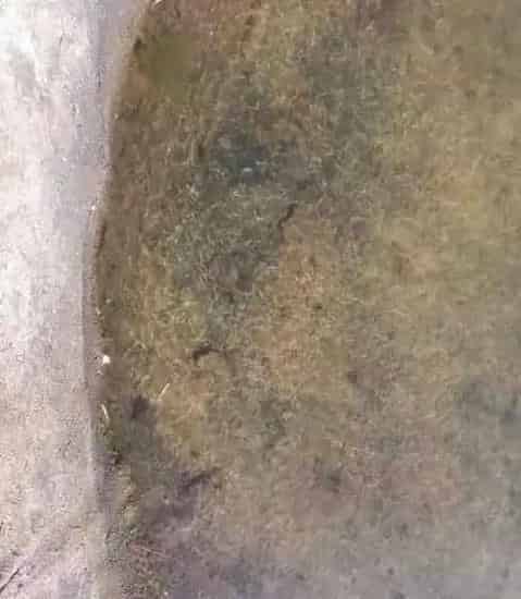 海参塘黑底烂草问题处理方案