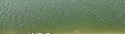 海参池塘白浊水质的调节