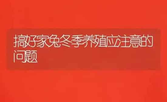 搞好家兔冬季养殖应注意的问题 | 家畜养殖