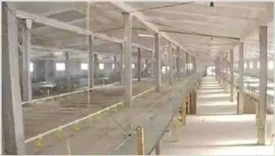 蛋鸡鸡舍建造怎么做？注意事项 | 动物养殖资料