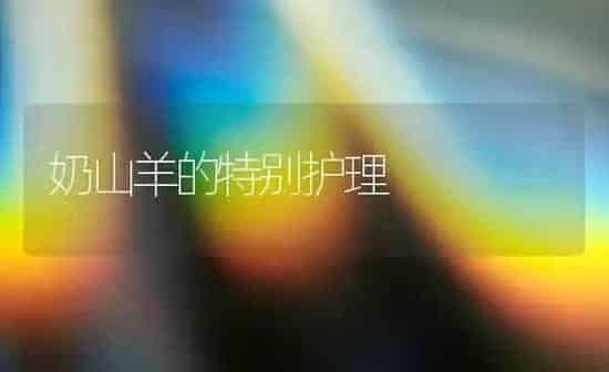 奶山羊的特别护理 | 家畜养殖