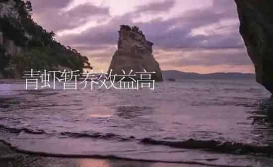 青虾暂养效益高 | 海水养殖