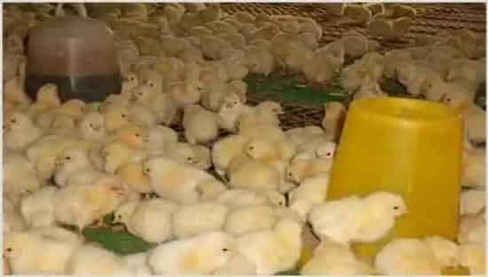 怎样养好肉鸡?肉仔鸡饲养管理要点 | 农业养殖技术